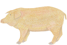 豚 Pig