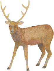 鹿 Deer