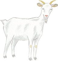 山羊 Goat