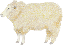 山羊 Sheep