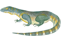トカゲ Lizard